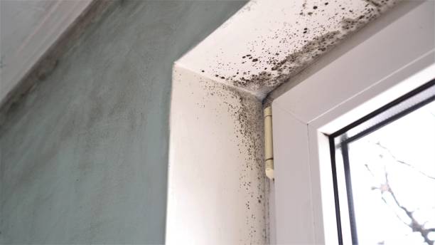 Best Biohazard Mold Removal  in Hackensack, NJ