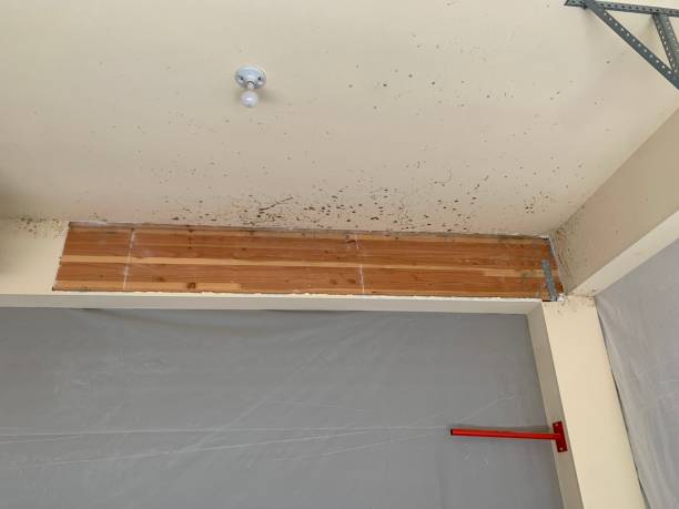 Reliable Hackensack, NJ Mold Removal Solutions