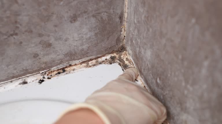 Mold Documentation for Insurance Claims in Hackensack, NJ